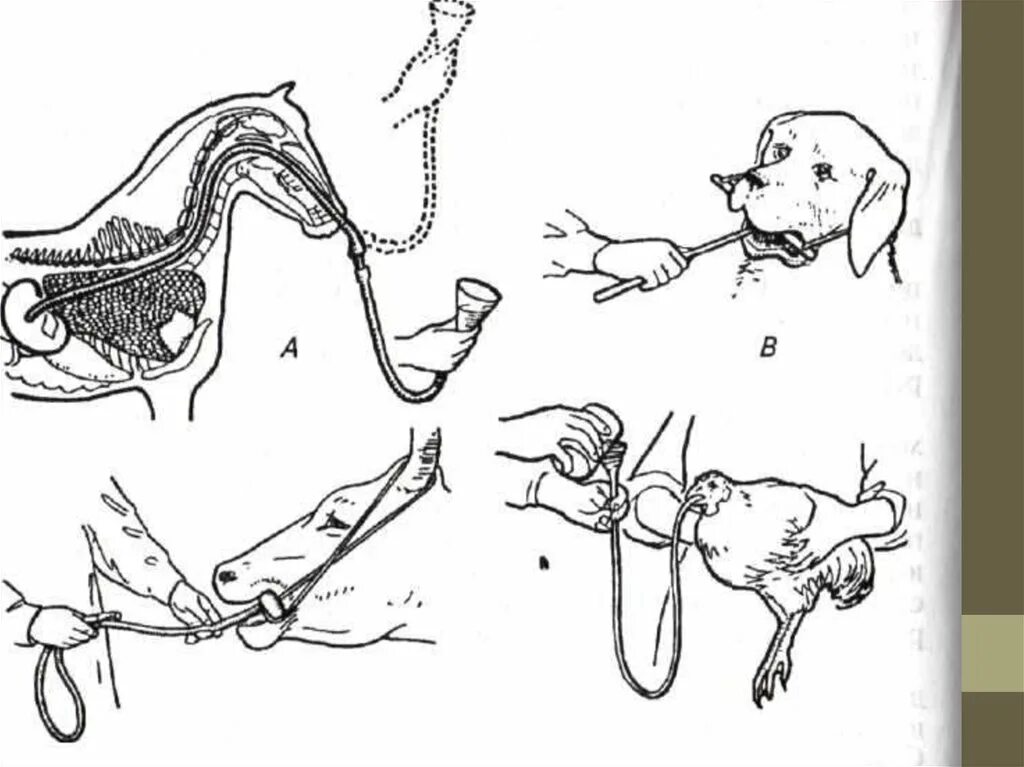 Через рот вводят. Зондирование желудка свиней. Зондирование пищевода у КРС. Зондирование желудка у моногастричных животных.