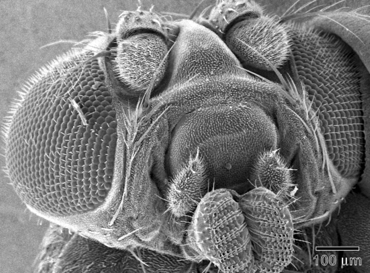 Бактерии на мухе. Мошка гнус под микроскопом. Волгоградская мошка под микроскопом. Мошка под микроскопом челюсти. Зубы мошкары под микроскопом.