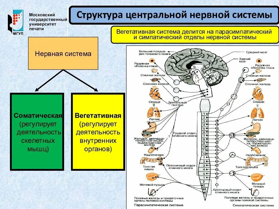 Как нервная система регулирует работу органов биология. Вегетативная парасимпатическая нервная система строение и функции. Ядра центрального отдела симпатической нервной системы. Вегетативная система симпатический отдел Центральный. Структура периферического отдела вегетативной нервной системы.