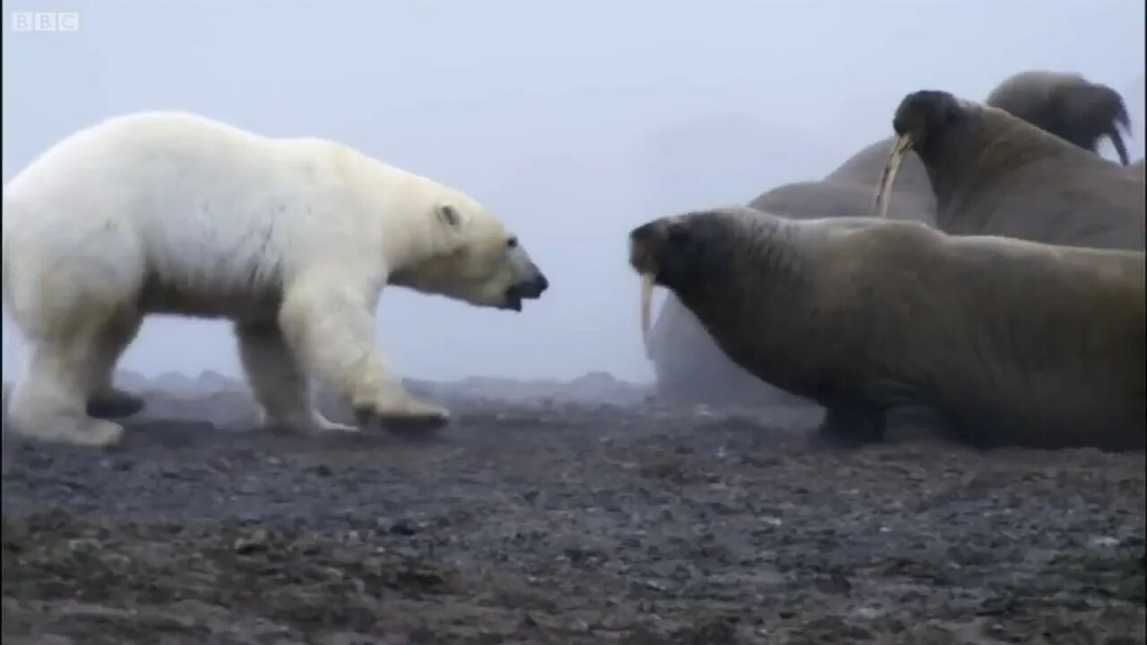 Белый медведь морж и тюлень природная зона. Остров Врангеля моржи белые медведи. Белый медведь остров Врангеля дерутся. Белый медведь против моржа. Белый медведь нападает на моржа.