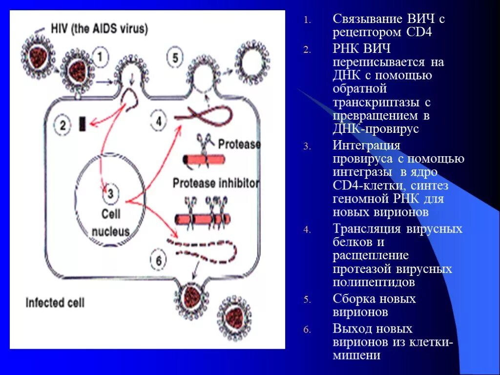 Рецепторы к ВИЧ Т клетки СД 4. Белок рецептора cd4. Рецептор сд4 ВИЧ. Клетки с сд4 рецепторами.