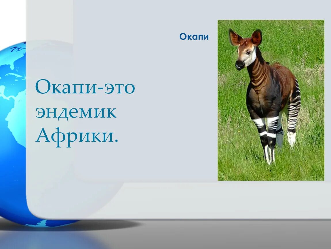 Эндемиком какого материка является акапи