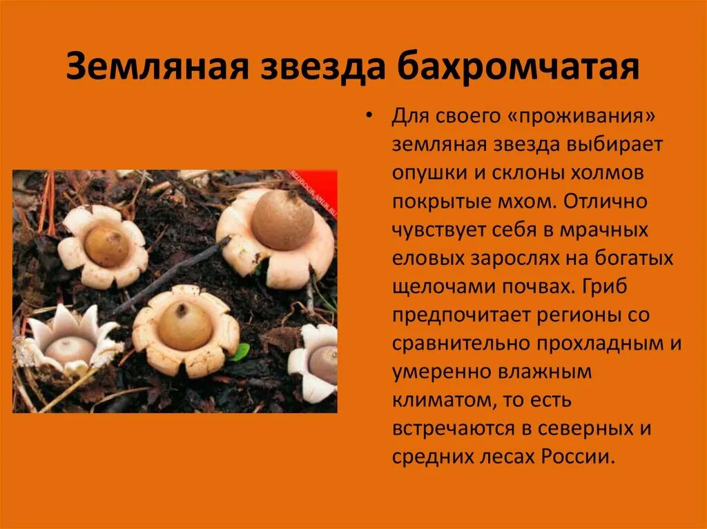 Сообщение о интересном грибе. Удивительные грибы сообщение. интересные факты о необычных грибах. необычные грибы доклад. удивительный гриб доклад.