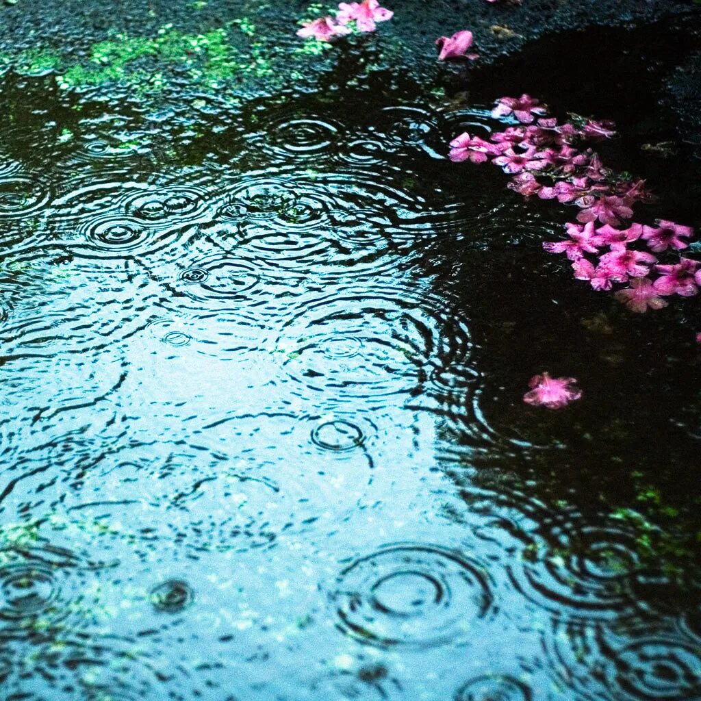 После дождя всегда приходит. После дождя всегда. Запах после дождя. Лето сад дождь капли.