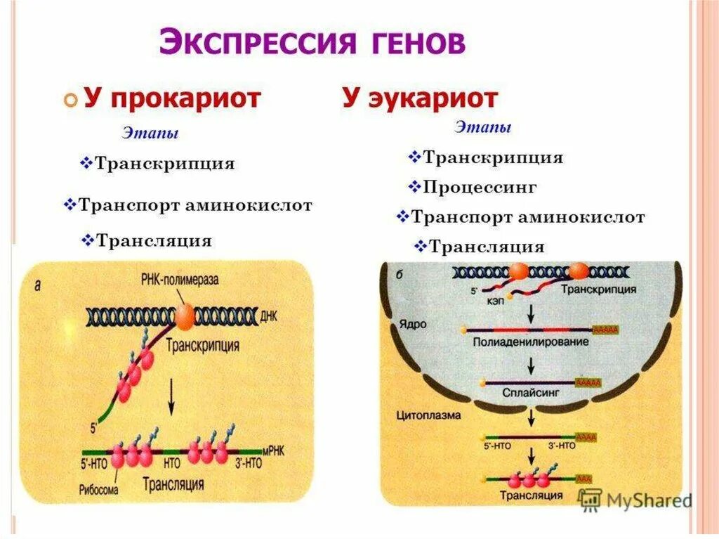 Регуляция у прокариот и эукариот