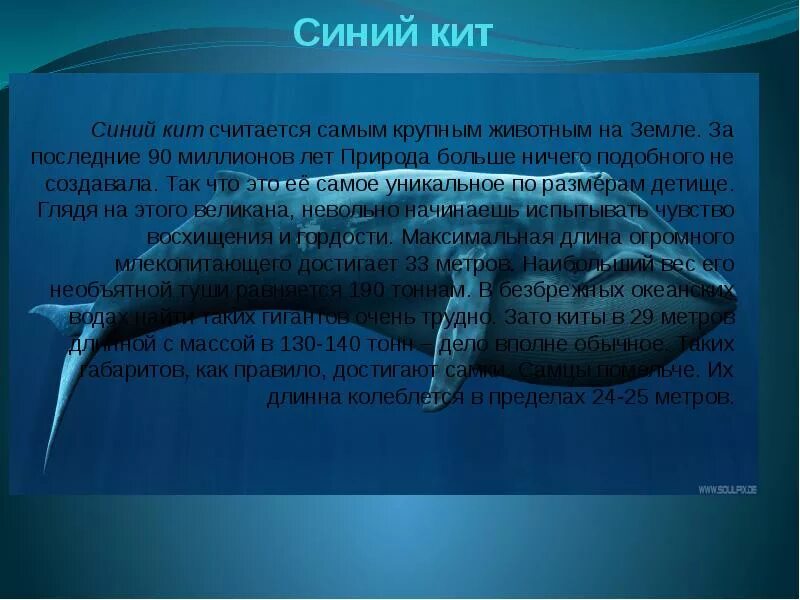 Физиологические признаки синего кита. Доклад про кита. Синий кит. Голубой кит информация. Синий кит доклад.