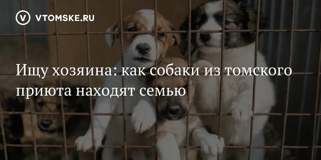 Приют верный друг томск. Бездомные собаки в томске. Приют верный друг томск. Услуги крематория для животных. Щенки в томске приют.