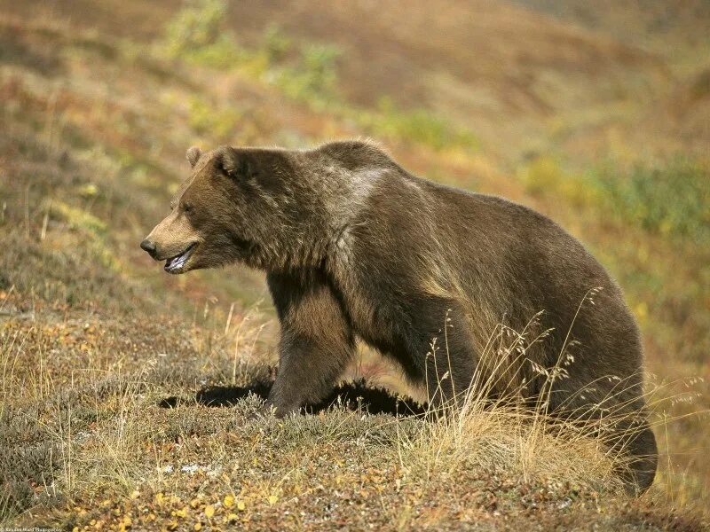 Гризли ветеринарная. Yellowstone grizzly. Медведь с открытым ртом. Аляскинский бурый медведь. Фирма гризли.