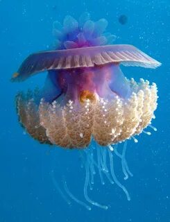 Медузы красного моря