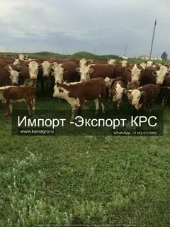 За сколько продают коров