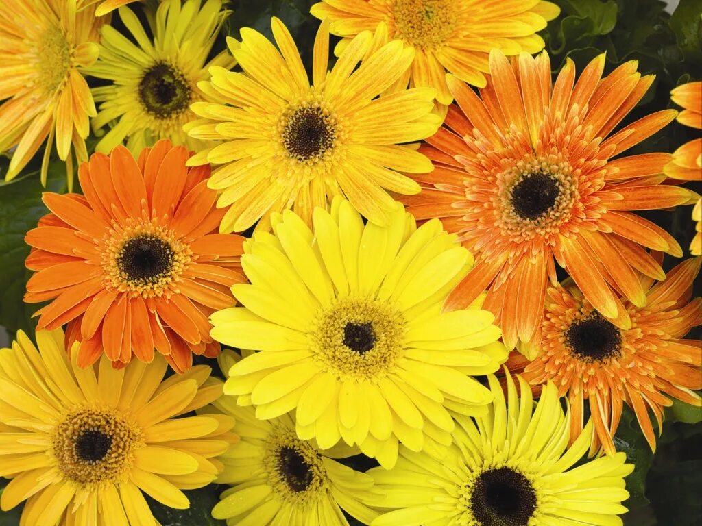 Гербера джемсона желтая. Герберы лучики купить семена спб. Семена герберы садовой. Семена герберы. Семена герберы.