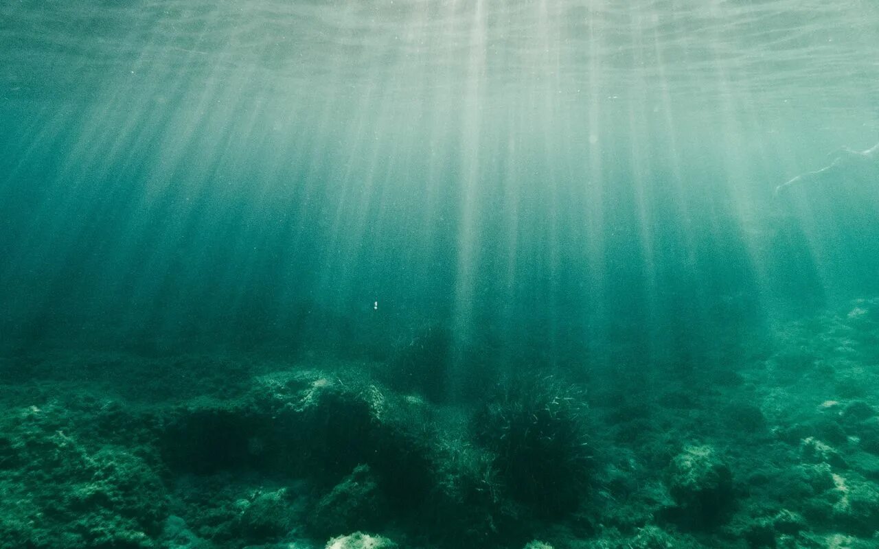 Водоросли и свет. Под водой. Море под водой. Дно океана. Океан под водой.