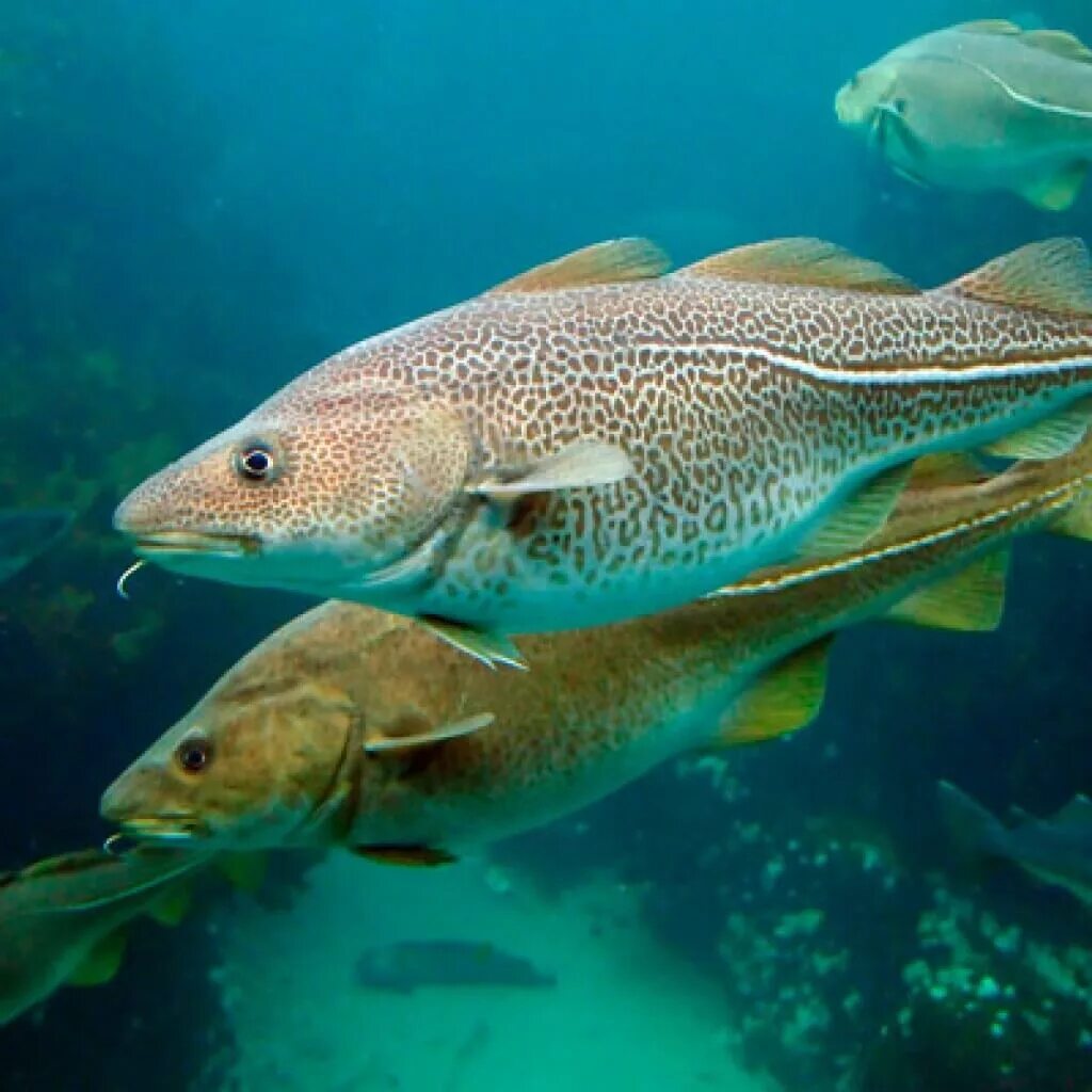 чтобы плыть против течения рыба должна быть сильной. треска gadus morhua. макрель эсколар. рыба крокодиловая белокровка. рыба тек.