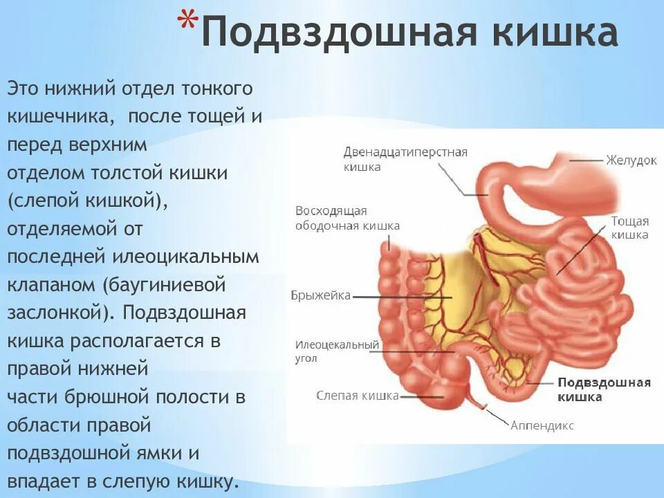 Кишка с правой стороны. Подвздошная и слепая кишка. Ободочнаяч пдвлдошная Кики. Подвздоноободочная кишка.