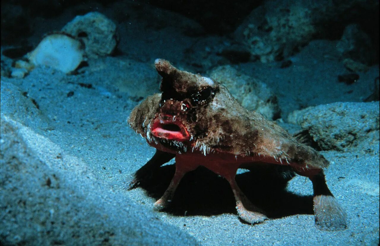 Страшные рыбы в океане. Нетопырь короткорылый рыба. Нетопырь короткорылый (Ogcocephalus).