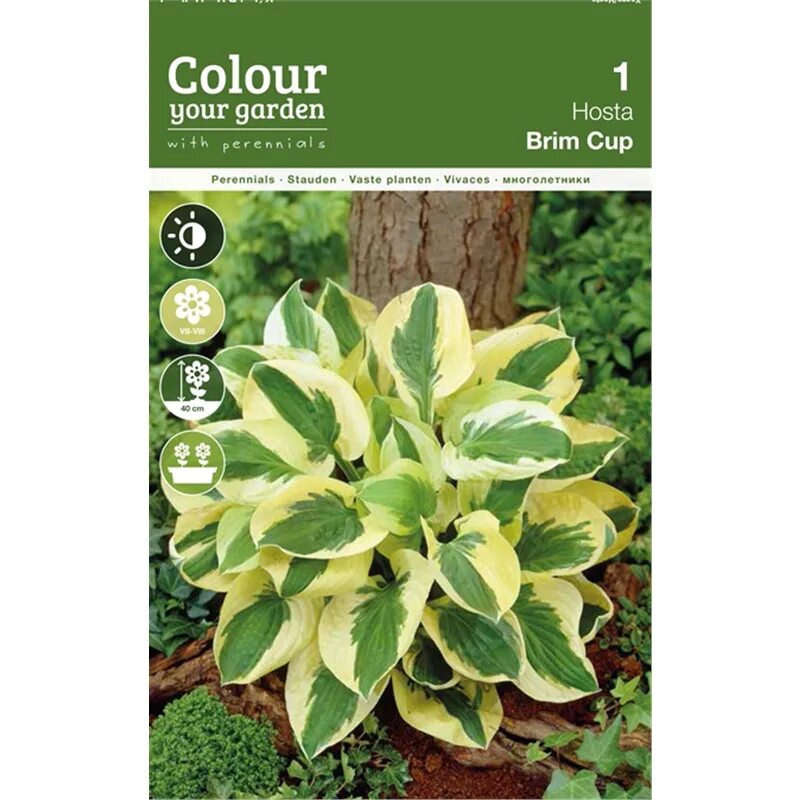 хоста гибридная 'brim cup'. хоста гибридная брим кап. хоста гибридная 'brim cup'. хоста сорта брим кап. хоста гибридная брим кап.