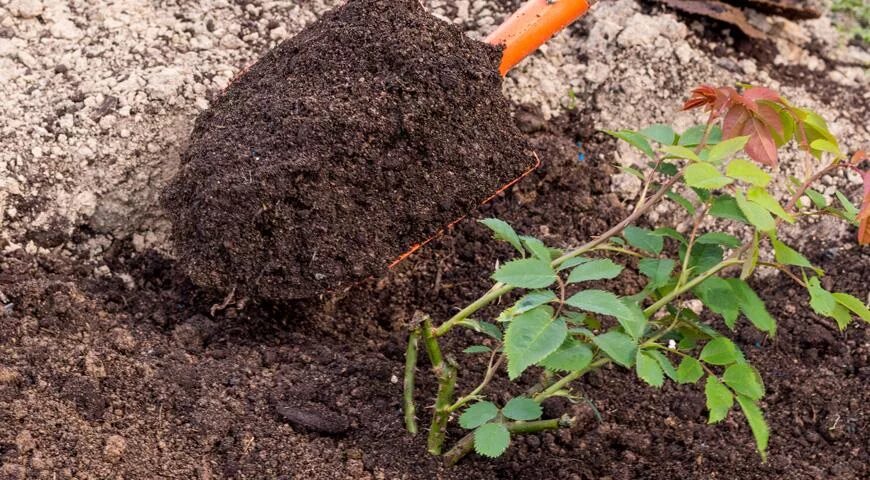 Посадить саженец розы в грунт. Саженцы роз в грунте. Почва для посадки роз. Посадка роз весной в открытый грунт. Садовые розы саженцы в почве.