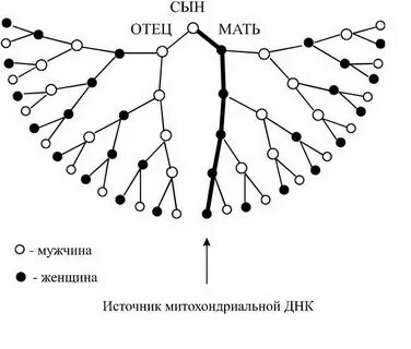 Род 7 поколений схема