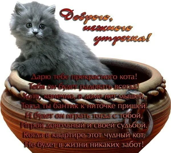 Утро среды пожелания. Кот хорошей среды. Пожелания с добрым утром среды. Красивые поздравления со средой. Поздравления со средой в картинках прикольные.