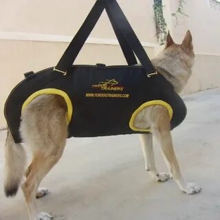 Собака перенести