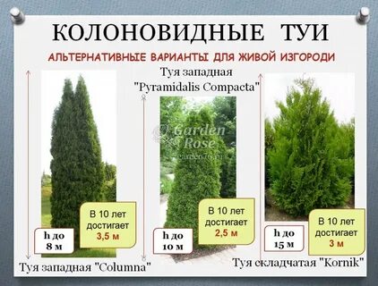 Туи брабант расстояние от забора