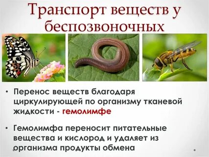 Системы транспорта у животных