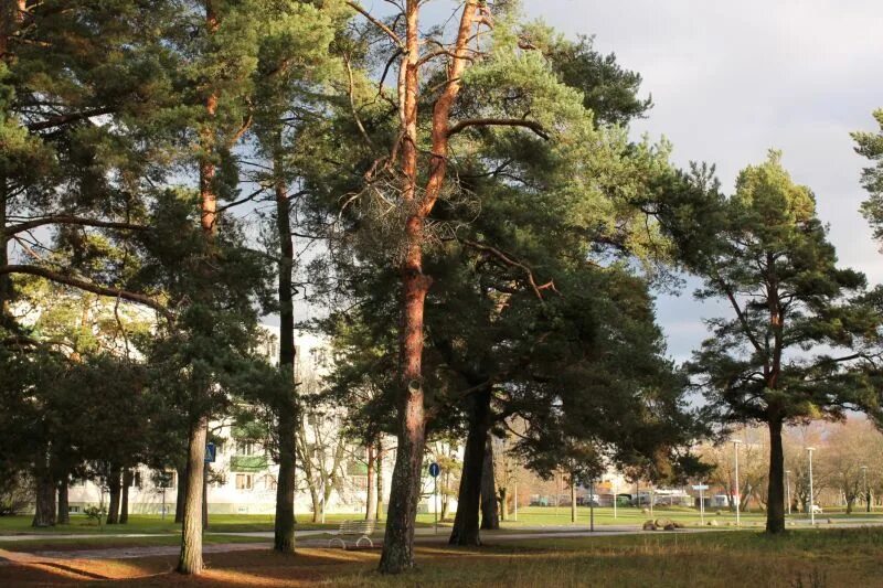 высота сосны 20