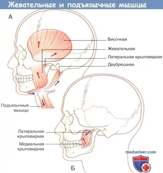 Подъязычный нерв функции. Тройничный нерв анатомия ядра. ядра подъязычного нерва. тройничный нерв жевательные мышцы. подъязычный нерв анатомия топография.