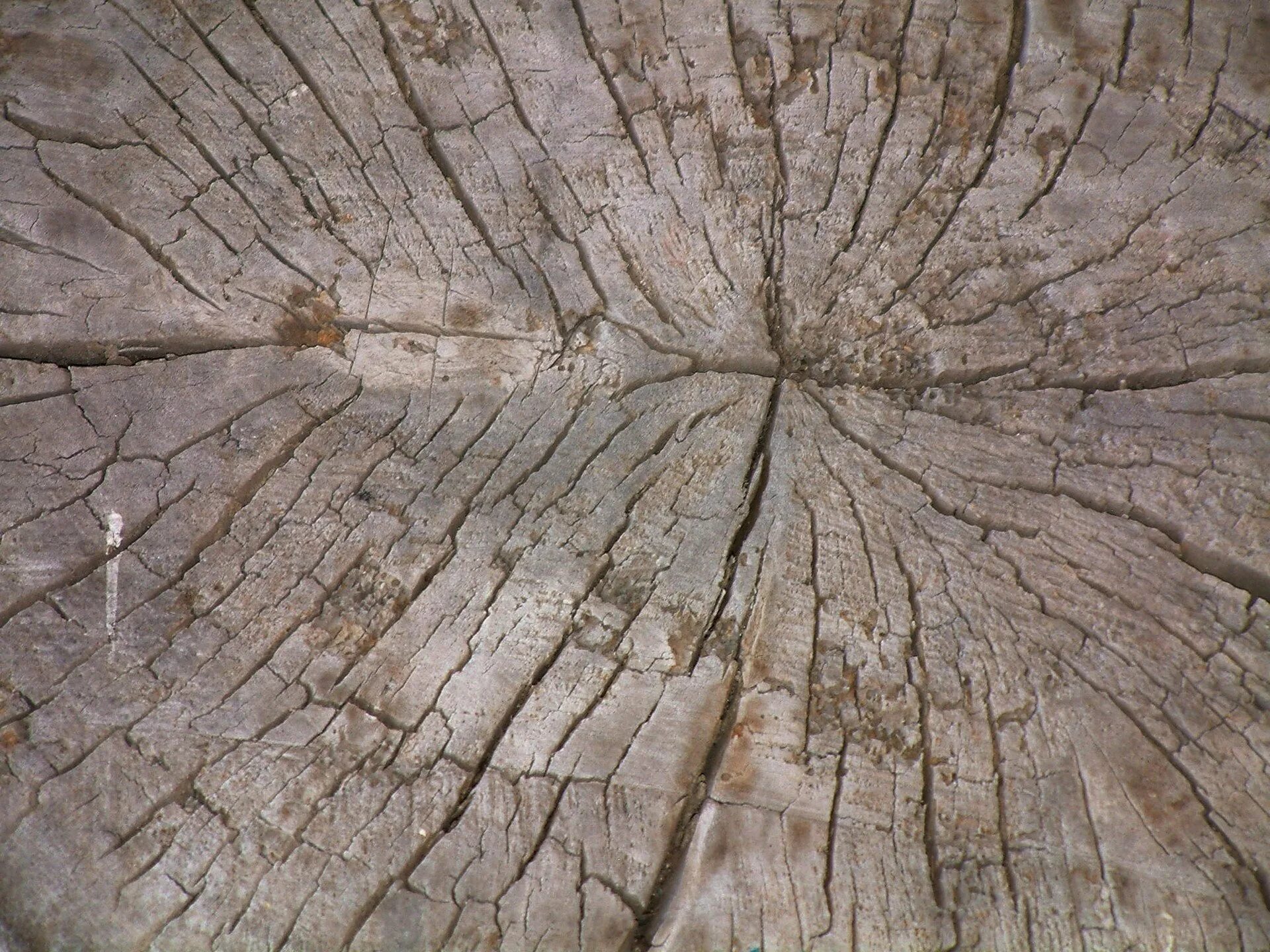 Blend tree. Текстура дерева для blender. текстура дерева для блендера. текстура древесины для блендера. текстура обтесанного дерева.