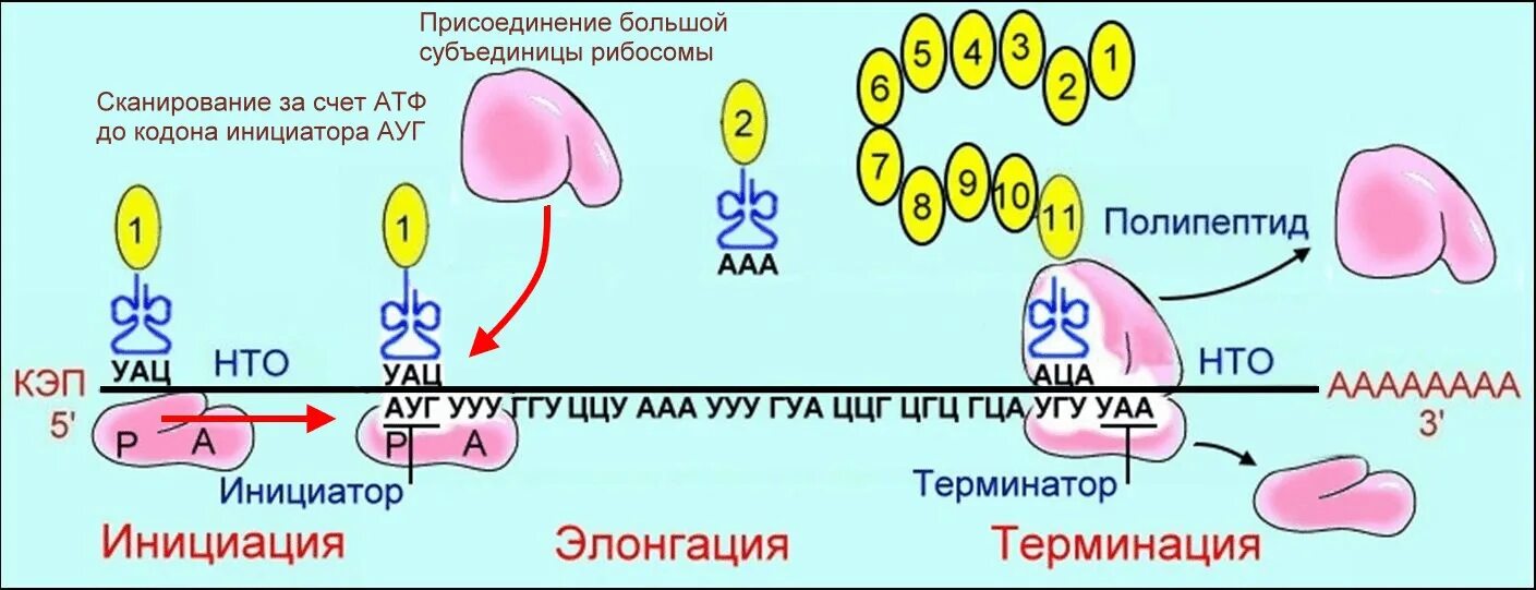 Этапы трансляции биосинтеза. Этапы трансляции биосинтеза белка инициация элонгация терминация. Этапы синтеза белка (инициация, элонгация, терминация) биохимия. Трансляция этапы синтеза белка. Этапы синтеза белка элонгация инициация.