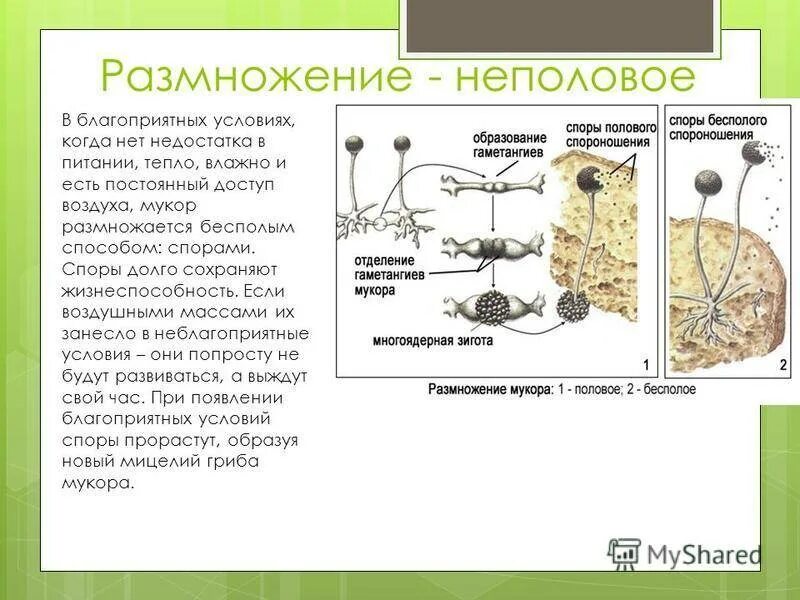 Размножение путем спор. Строение и размножение гриба мукора. Цикл размножения мукора. Цикл развития гриба мукора. Строение и размножение мукора.