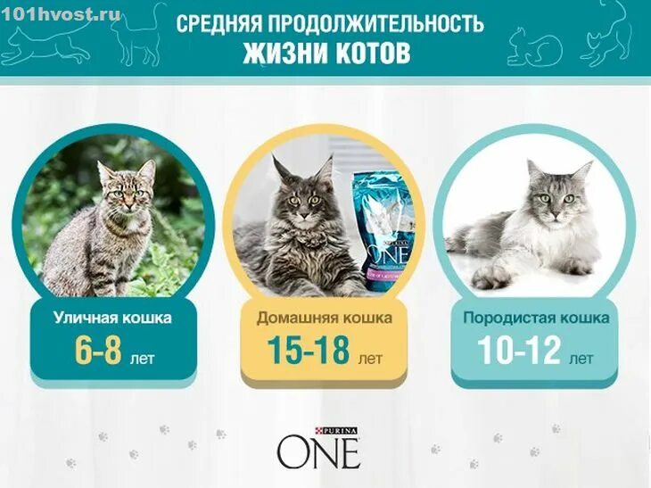 Долго ли живут коты