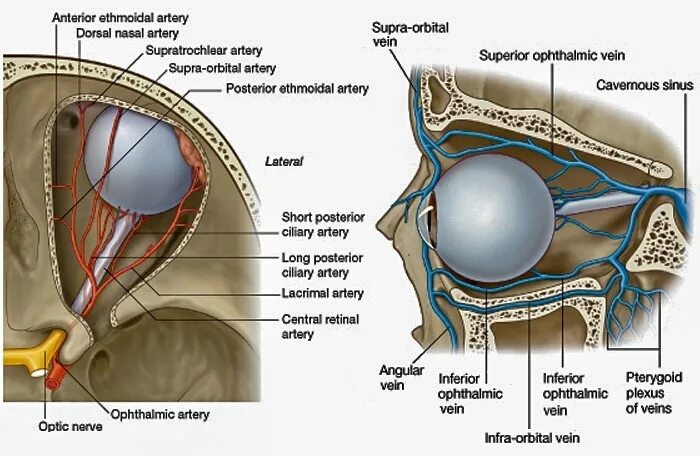 Кровоснабжение глазного яблока анатомия. Анатомия глазного яблока и глазницы. Строение глазницы анатомия. Зрительный нерв глазное яблоко анатомия.