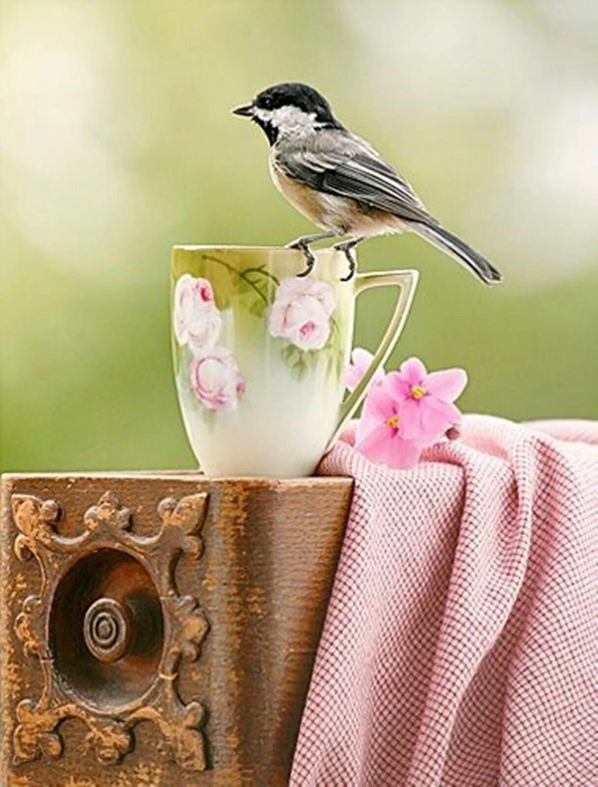 Добрый день птички. Весенние птички. Доброе утро птички. С добрым утром птички. Открытки с добрым утром с птичками.