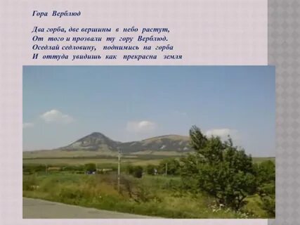 На горе верблюд песня