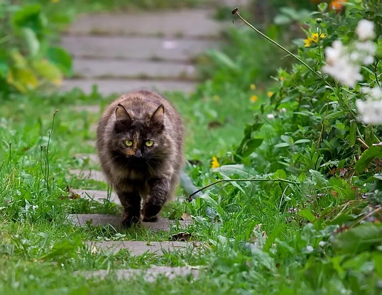 Прогулка кошки