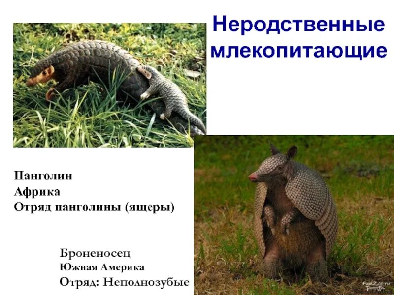 Панголины отряды млекопитающих. Отряд панголины представители. ящеры млекопитающие представители. отряд ящеры млекопитающие.