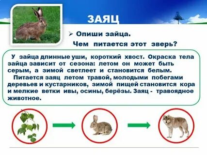 Заяц впр