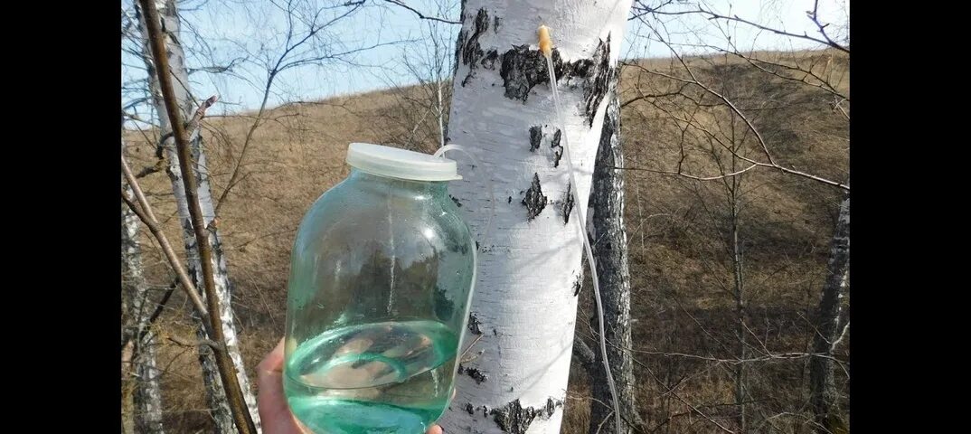 Можно березовый сок при диабете. Берёзовый сок Мценск. Березовый сок Нарофоминск. Soak x 1500 / березовый сок. Сбор березового сока.