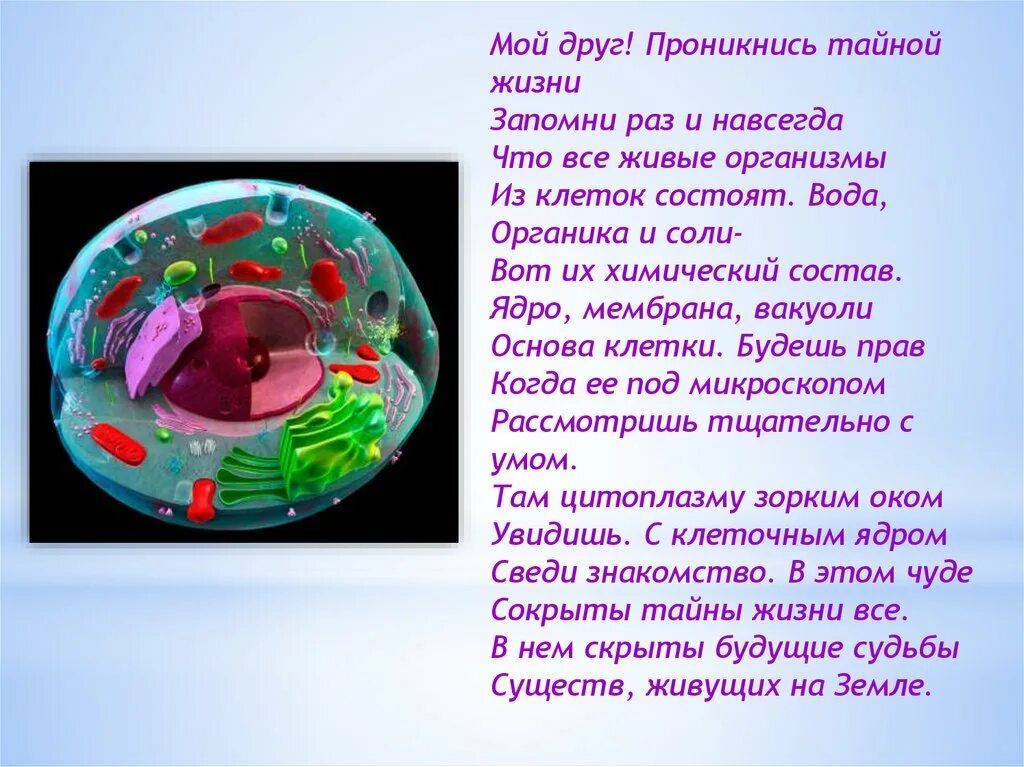 О чем свидетельствует сходство химического состава клеток. Сходство химического состава клеток организмов. «общность химического состава клетки».. сходный химический состав клеток. сходство клеток по химическому составу.