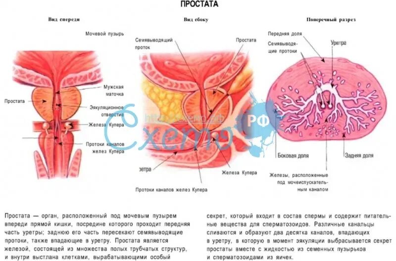 Схема простаты. Доли простаты анатомия. Схема предстательной.