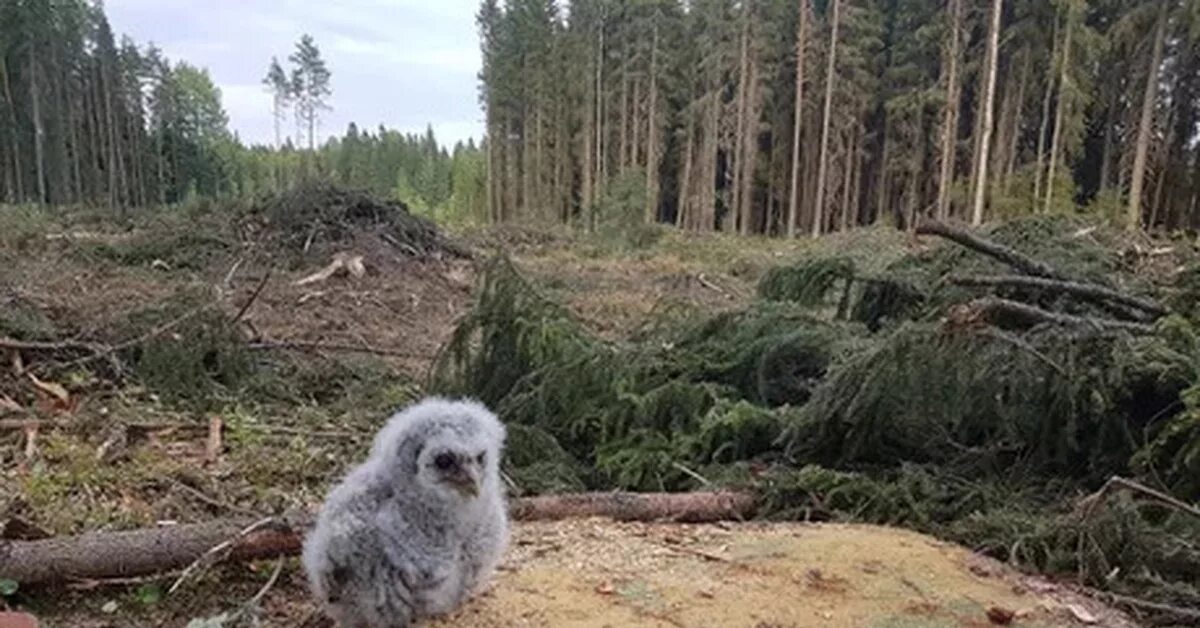 Гиб животное. Вырубка лесов и животные. Животные в вырубленном лесу. Вырубание лесов животные. Животные на фоне вырубленного леса.