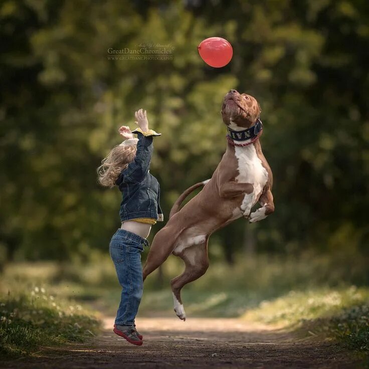 Собака прыгает на человека. Собака прыгает на жену. Собака прыгает на девушку. Funny dog jump. Человек играет с собакой.