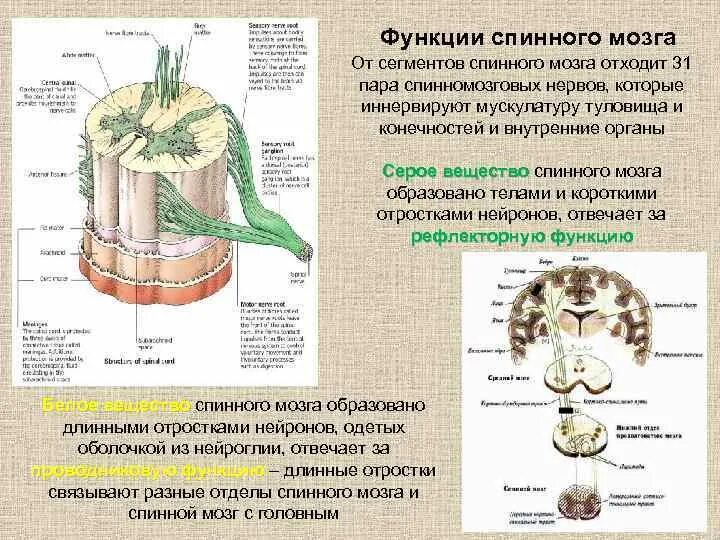 От спинного мозга отходит пара