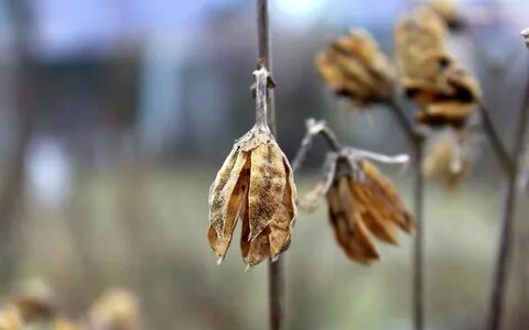 Dried plants