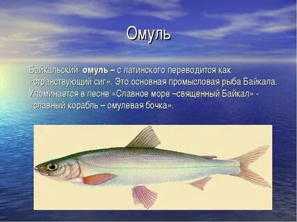 Где водится омуль