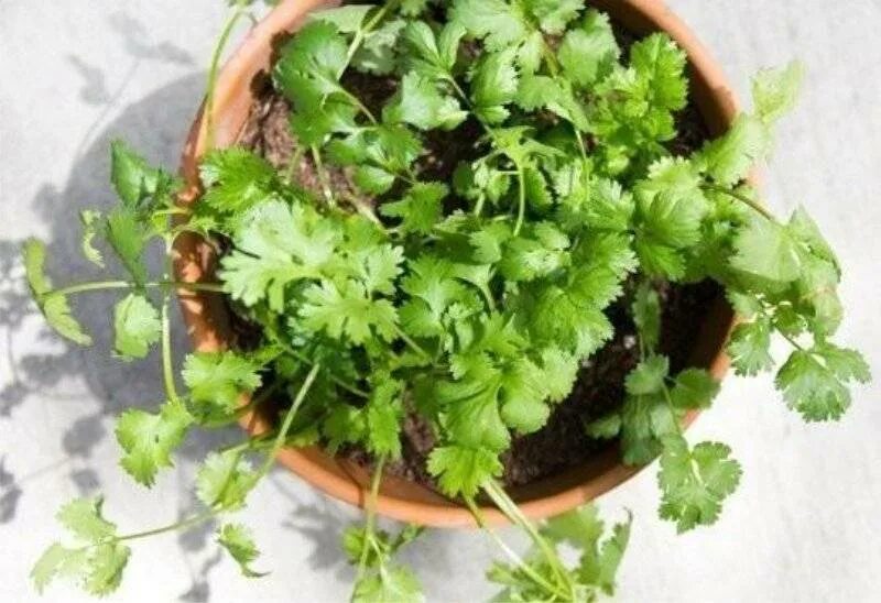 Петрушка в горшке. Укроп в горшке. Зелень укроп петрушка. Петрушка на подоконнике. Петрушка в квартире.