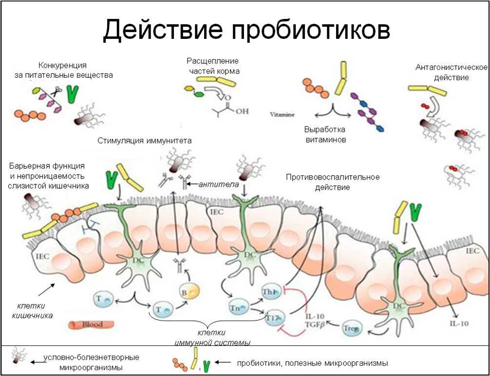 Механизм действия пребиотиков и пробиотиков. Механизмдецствия пробилтиков. Пробиотики механизм действия микробиология. Кластер механизм действия пробиотиков. Иммунные клетки кишечника