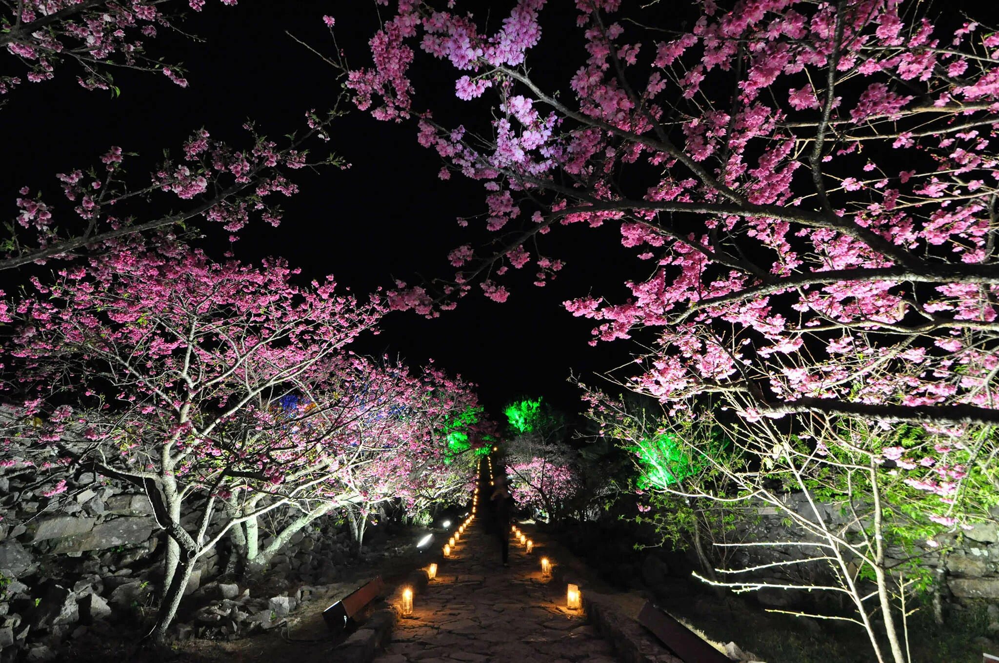 Сакура ночью. Цветение Сакуры на Окинаве. Цветение Сакуры в Йокогаме. Цветущая Сакура в Окинаве. Цветущие Сакуры в Йокогама.