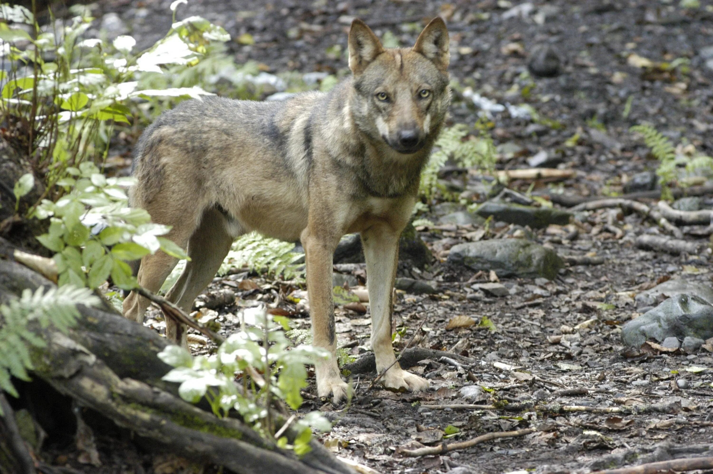 Coyote With A Pizza In Her Mouth Spotted By California Photographer - The Dodo